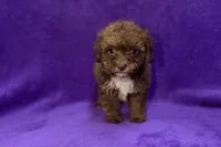 Onyx, a female Poodle - Toy  for sale in Buffalo, MO – 5 of 5