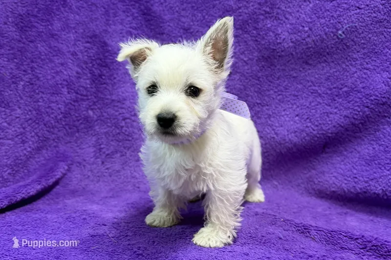 Lottie – West Highland White Terrier puppy for sale in Buffalo, MO