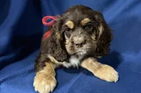 Hattie, a female Cocker Spaniel for sale in Buffalo, MO – 6 of 7