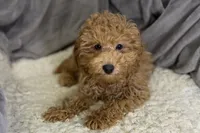Quade, a male Poodle - Toy  for sale in Buffalo, MO – Photo 3 of 5