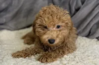 Quade, a male Poodle - Toy  for sale in Buffalo, MO – Photo 4 of 5