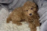 Quade, a male Poodle - Toy  for sale in Buffalo, MO – Photo 5 of 5