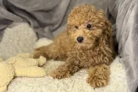 Quade, a male Poodle - Toy  for sale in Buffalo, MO – Photo 2 of 5