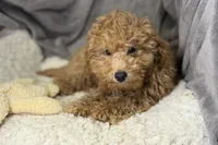 Quade, a male Poodle - Toy  for sale in Buffalo, MO – Photo 1 of 5