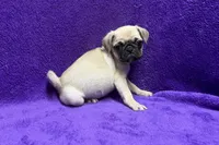 Jazzy, a female Pug for sale in Buffalo, MO – 6 of 7