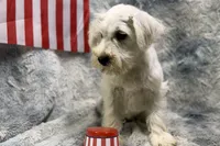 Otis- AKC, a male Miniature Schnauzer for sale in Buffalo, MO – 2 of 5