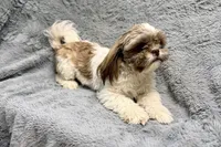 Duce, a male Shih Tzu for sale in Buffalo, MO – 6 of 6