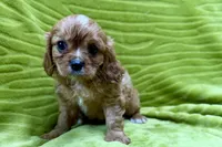 Rip, a male Cavalier King Charles Spaniel for sale in Buffalo, MO – 2 of 7