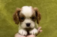 Luke, a male Cavalier King Charles Spaniel for sale in Buffalo, MO – 6 of 6