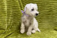 Poppy, a female West Highland White Terrier for sale in Buffalo, MO – 2 of 7