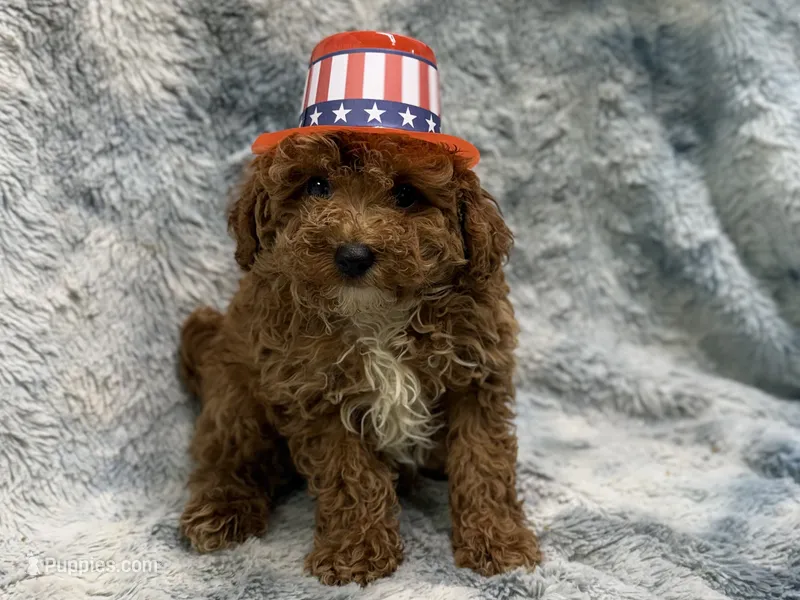Lee – Poodle - Toy  puppy for sale in Buffalo, MO
