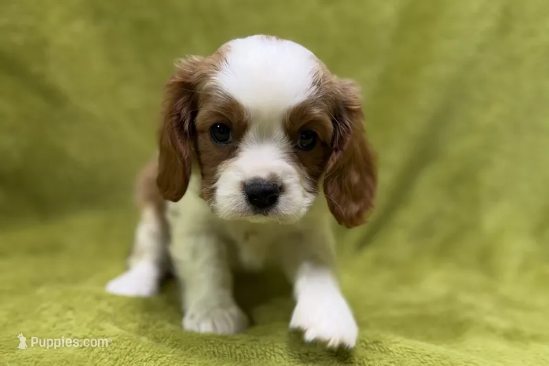 Landon – Cavalier King Charles Spaniel puppy for sale in Buffalo, MO