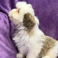 Maisey, a female Lhasa Apso for sale in Buffalo, MO – Photo 4 of 7