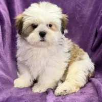 Maisey, a female Lhasa Apso for sale in Buffalo, MO – Photo 1 of 7