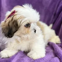 Maisey, a female Lhasa Apso for sale in Buffalo, MO – Photo 2 of 7