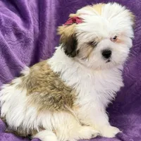 Maisey, a female Lhasa Apso for sale in Buffalo, MO – Photo 6 of 7