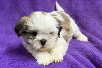 processed/0b0910b8-35b4-49c7-979a-420dd59cbc3e/listing/488862d8-013d-4b6e-8d96-bb3630c47d46/64c0f9db-22c8-497c-b7ee-6896e95d2326