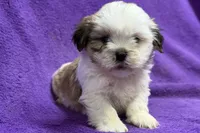 processed/0b0910b8-35b4-49c7-979a-420dd59cbc3e/listing/488862d8-013d-4b6e-8d96-bb3630c47d46/78007ab4-1a8c-4558-9047-127869788ba3