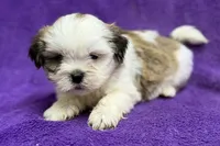 processed/0b0910b8-35b4-49c7-979a-420dd59cbc3e/listing/488862d8-013d-4b6e-8d96-bb3630c47d46/782d9bbc-f404-4210-8bac-f53490115ea8