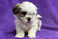 processed/0b0910b8-35b4-49c7-979a-420dd59cbc3e/listing/488862d8-013d-4b6e-8d96-bb3630c47d46/b38f2dde-aaf1-497b-b7ee-a99033493dc5