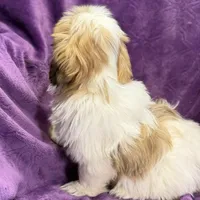Maisey, a female Lhasa Apso for sale in Buffalo, MO – Photo 5 of 7