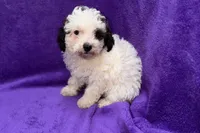Lil Dixie, a female Poodle - Toy  for sale in Buffalo, MO – 5 of 9