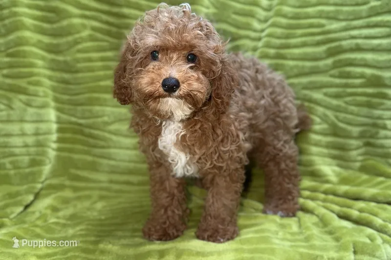Lee, a male Poodle - Toy  for sale in Buffalo, MO – 1 of 9