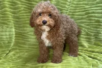 Lee, a male Poodle - Toy  for sale in Buffalo, MO – 1 of 9