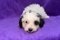 Lil Dixie, a female Poodle - Toy  for sale in Buffalo, MO – 8 of 9