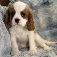 Tyson, a male Cavalier King Charles Spaniel for sale in Buffalo, MO – Photo 2 of 6