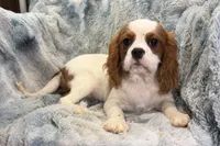 Tyson, a male Cavalier King Charles Spaniel for sale in Buffalo, MO – 5 of 9