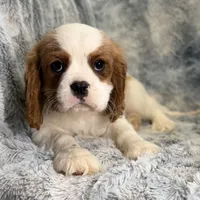 Tyson, a male Cavalier King Charles Spaniel for sale in Buffalo, MO – Photo 6 of 6