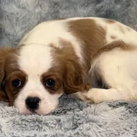 Tyson, a male Cavalier King Charles Spaniel for sale in Buffalo, MO – Photo 1 of 6
