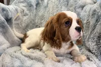 Tyson, a male Cavalier King Charles Spaniel for sale in Buffalo, MO – 4 of 9