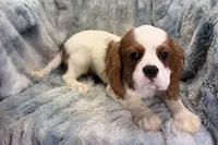Tyson, a male Cavalier King Charles Spaniel for sale in Buffalo, MO – 2 of 9