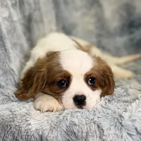 Tyson, a male Cavalier King Charles Spaniel for sale in Buffalo, MO – Photo 5 of 6