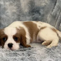 Tyson, a male Cavalier King Charles Spaniel for sale in Buffalo, MO – Photo 3 of 6