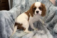 Tyson, a male Cavalier King Charles Spaniel for sale in Buffalo, MO – 6 of 9