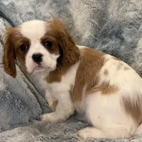 Tyson, a male Cavalier King Charles Spaniel for sale in Buffalo, MO – Photo 4 of 6
