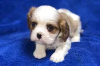 Tyson, a male Cavalier King Charles Spaniel for sale in Buffalo, MO – Photo 3 of 9