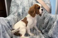 Tyson, a male Cavalier King Charles Spaniel for sale in Buffalo, MO – 7 of 9