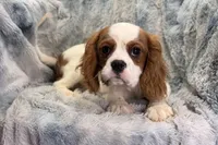 Tyson, a male Cavalier King Charles Spaniel for sale in Buffalo, MO – 3 of 9