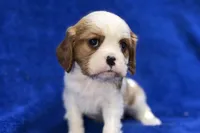 Tyson, a male Cavalier King Charles Spaniel for sale in Buffalo, MO – Photo 2 of 9