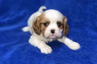 Tyson, a male Cavalier King Charles Spaniel for sale in Buffalo, MO – Photo 8 of 9