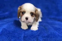 Tyson, a male Cavalier King Charles Spaniel for sale in Buffalo, MO – Photo 4 of 9