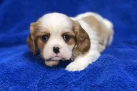 Tyson, a male Cavalier King Charles Spaniel for sale in Buffalo, MO – Photo 7 of 9
