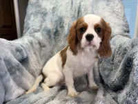 Tyson, a male Cavalier King Charles Spaniel for sale in Buffalo, MO – 8 of 9