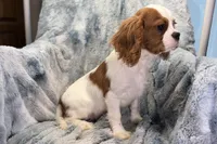 Tyson, a male Cavalier King Charles Spaniel for sale in Buffalo, MO – 9 of 9