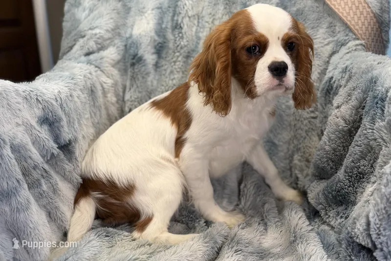 Tyson – Cavalier King Charles Spaniel puppy for sale in Buffalo, MO