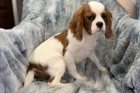 Tyson, a male Cavalier King Charles Spaniel for sale in Buffalo, MO – 1 of 9